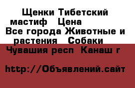  Щенки Тибетский мастиф › Цена ­ 50 000 - Все города Животные и растения » Собаки   . Чувашия респ.,Канаш г.